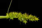 Soft fox sedge